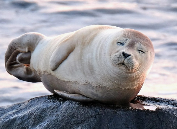 Summer Expedition to Study the Caspian Seal is Set to Start